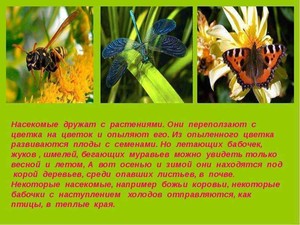 Как животные помогают растениям 3 класс. Насекомые презентация. Презентация по насекомым. Насекомые презентация для начальной школы. Сообщение насекомые весной.